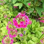 Primula japonica Flower