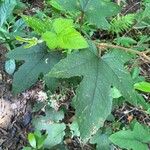 Rubus moluccanus Folha