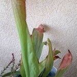 Sarracenia rubra Levél