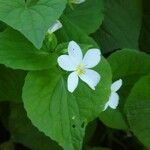 Viola canadensis Flower