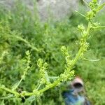 Patellifolia procumbens Õis