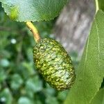 Alnus cordata Fruit