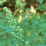 Chenopodium betaceum Кветка