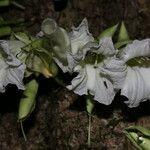 Maquira guianensis Floro