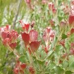 Adenanthos cuneatus Blodyn