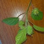 Acalypha alopecuroideaبرگ