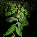 Marcgravia mexicana Leaf