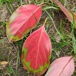 Cinnamomum glanduliferum Leaf