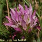 Astragalus glaux Floare