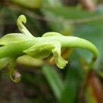 Bulbophyllum conicum Blüte