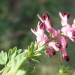 Fumaria bastardii Flower