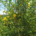 Genista monspessulana عادت داشتن