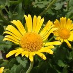 Doronicum grandiflorum Bloem