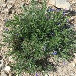 Lithodora fruticosa Habit