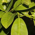 Vantanea occidentalis Leaf