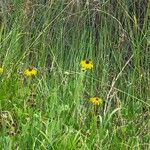 Rudbeckia grandiflora