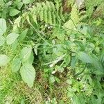 Epilobium roseum Flors