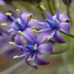 Scilla peruviana 花