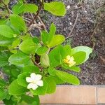 Gardenia jasminoides Folha