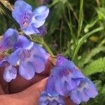 Penstemon speciosus Virág