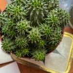 Euphorbia susannae Feuille