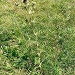 Cirsium eriophorumFulla