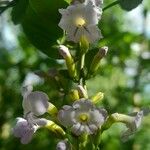 Duranta serratifolia Flor