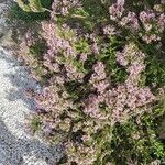 Erica multiflora Flower