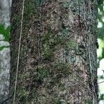 Sideroxylon borbonicum Kabuk