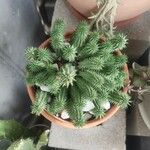 Euphorbia susannae Feuille
