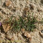 Spergularia echinosperma Habitus