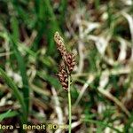 Carex ericetorum Ovoce