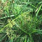 Seseli peucedanoides Hoja