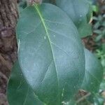 Ligustrum lucidum पत्ता