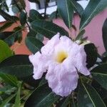 Tabebuia rosea Blüte