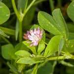 Trifolium resupinatum Flower