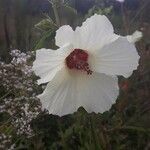 Hibiscus cannabinus Кветка