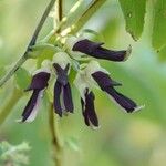 Mucuna pruriens Flower