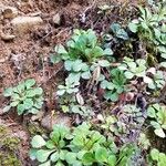 Saxifraga cuneifolia葉