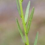 Polygala curtissii Bark