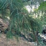 Casuarina equisetifolia برگ