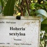 Hoheria sexstylosa Altul/Alta