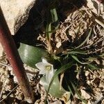 Ornithogalum lanceolatum Квітка