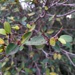 Ficus burtt-davyi 形態