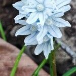 Puschkinia scilloides Flower