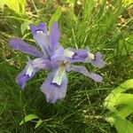 Iris cristata Flower