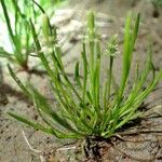 Ranunculus minimus Plante entière