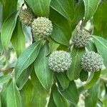 Cornus capitata Leaf