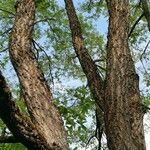 Quercus acutissima Συνήθη χαρακτηριστικά