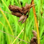 Juncus tenuis 花